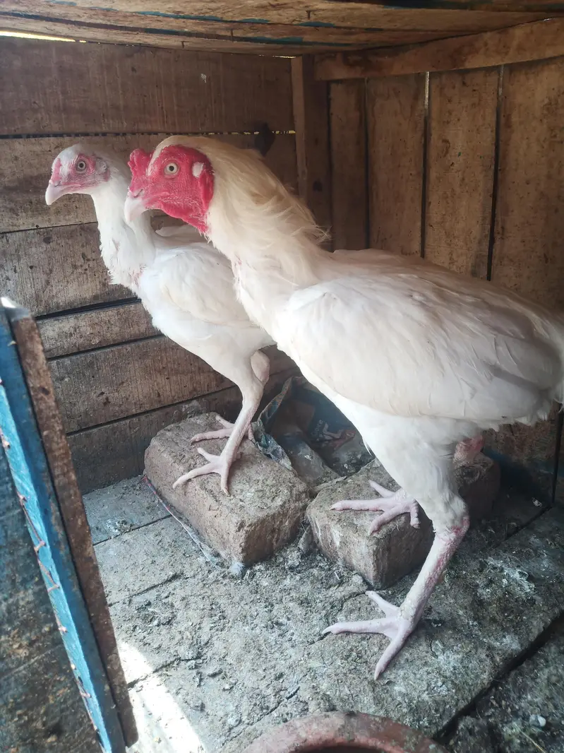 Heera pair. A good quality pair is laying eggs. — photo 3