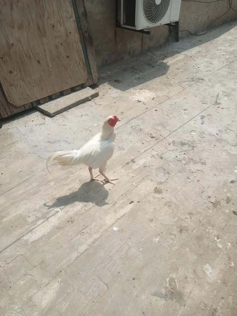 Heera pair. A good quality pair is laying eggs. — photo 4