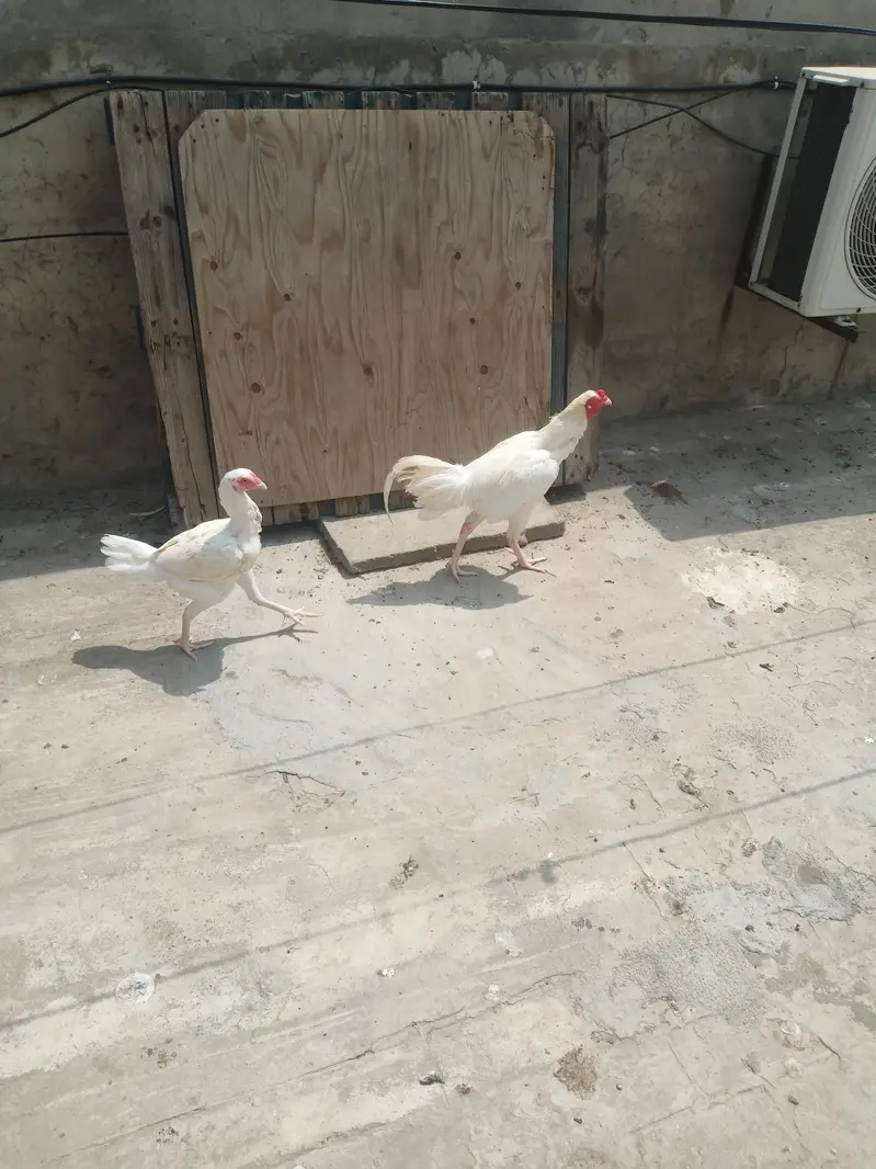 Heera pair. A good quality pair is laying eggs. — photo 5