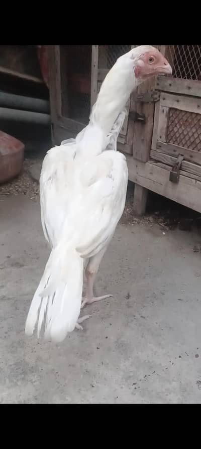 paper White pahti for sell h