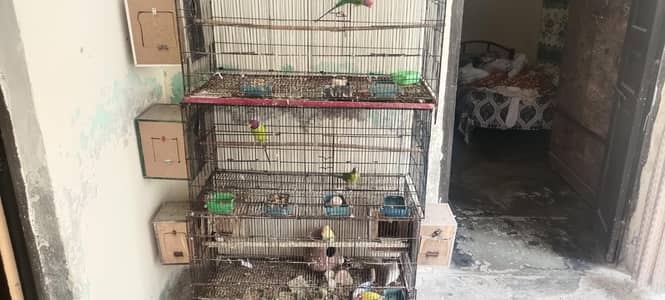 Lovebirds + Plum Heads + Cages Setup