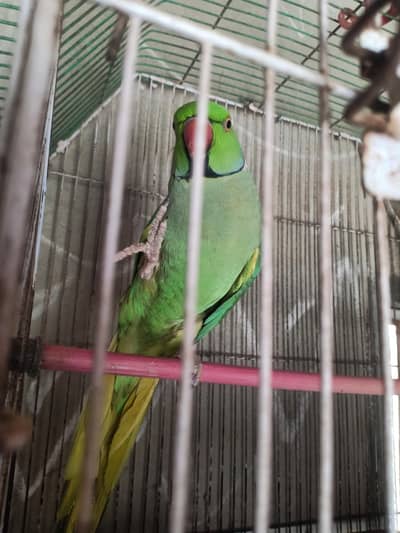 urgent sale -7 year trained male ringneck parrottalking-naganchowrangi