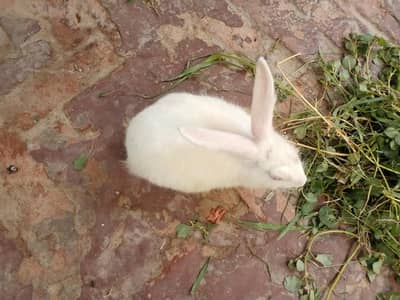 Beautiful pet  White Rabbit For Sale In Burewala