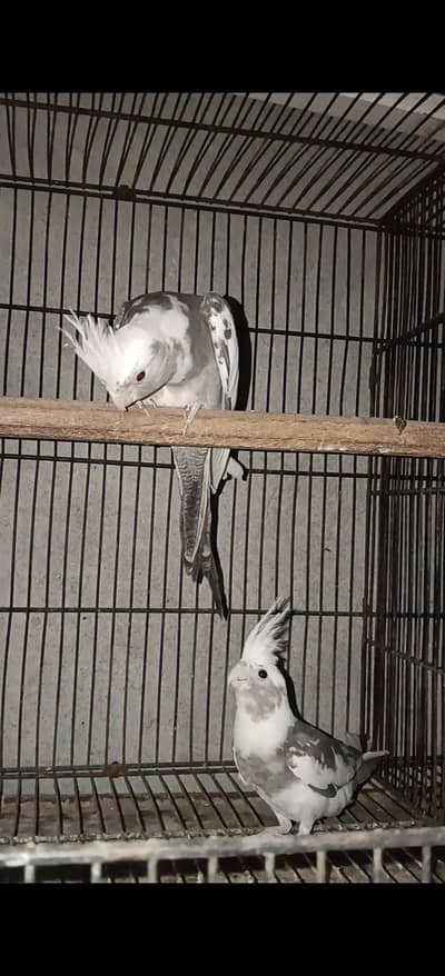 cocktail pair