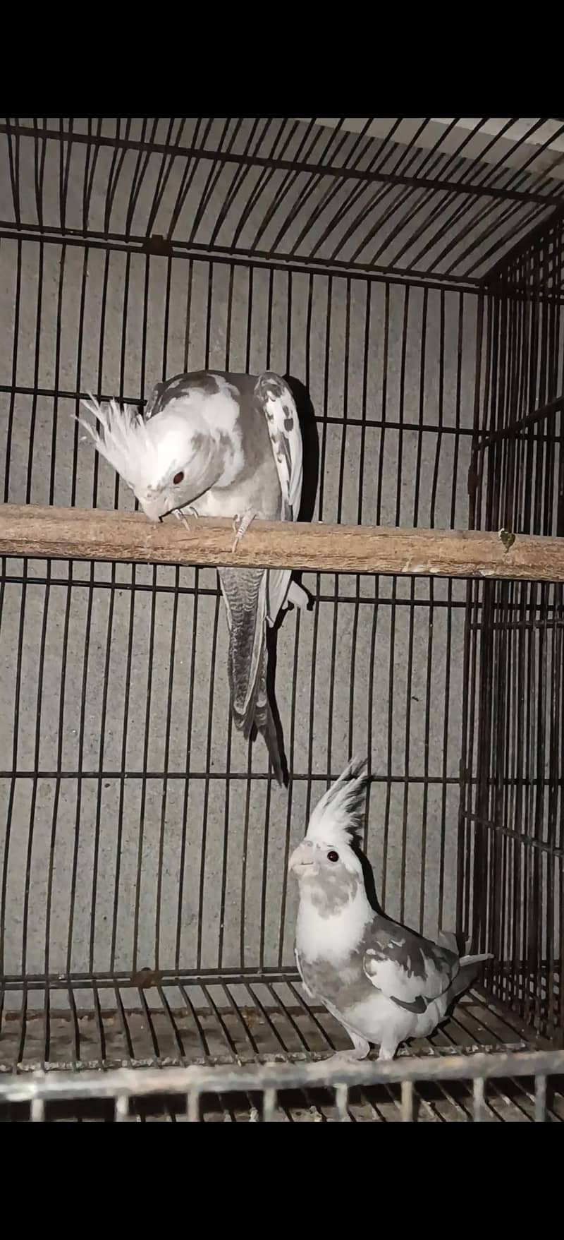 cocktail pair 0