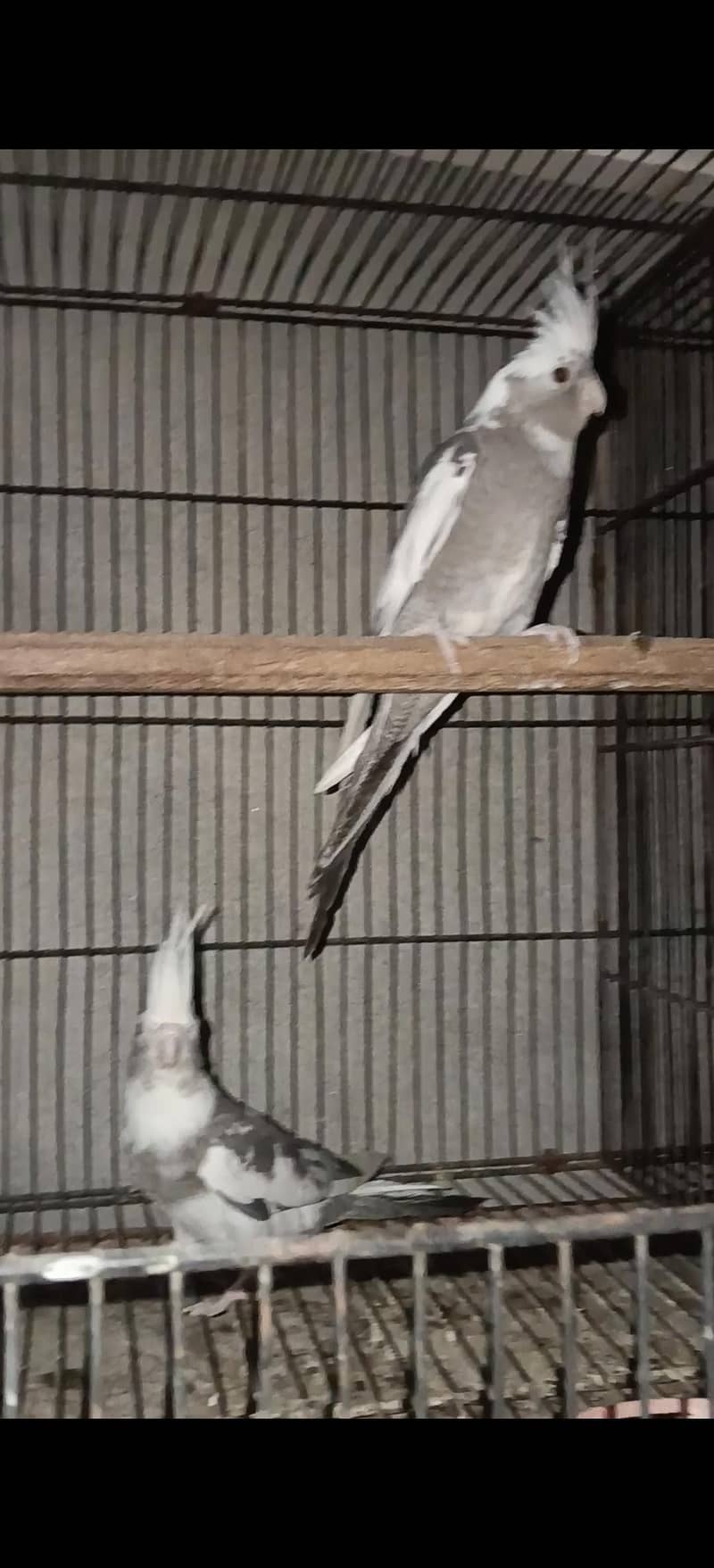 cocktail pair 1