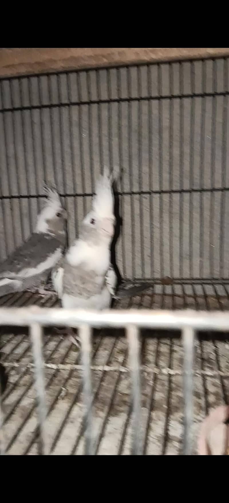 cocktail pair 2