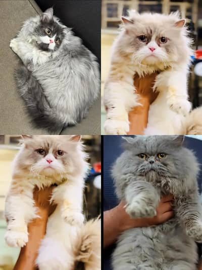 Persian punch face triple coat cat available For mating