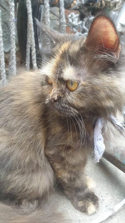 cat for sale