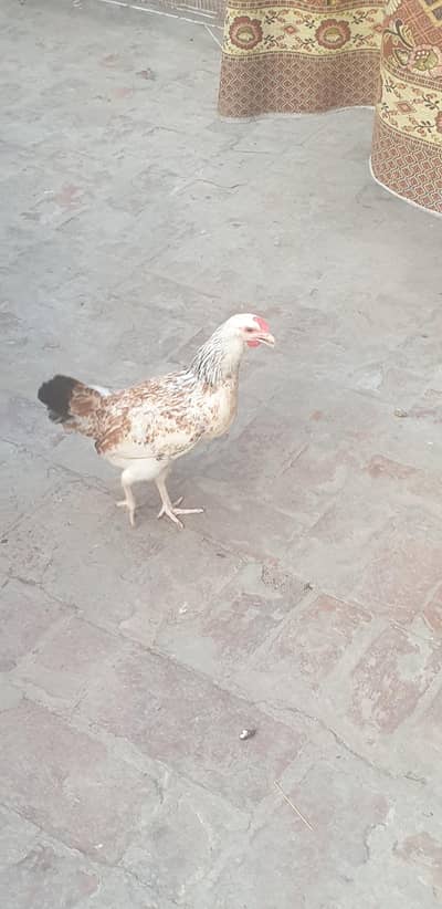 desi hen egg start kiy hn  ghr ki fied m pali hn 3 murga 6 hen