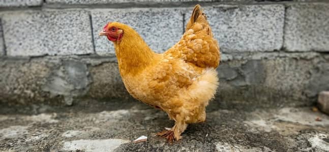Golden buff; Fancy hens; Hens
