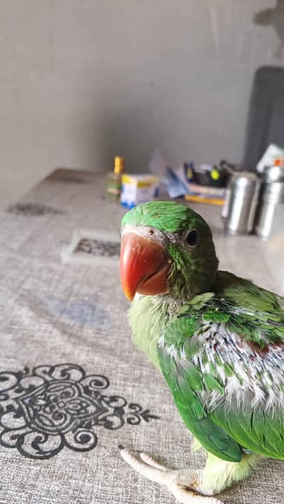 Raw Parrot chick's