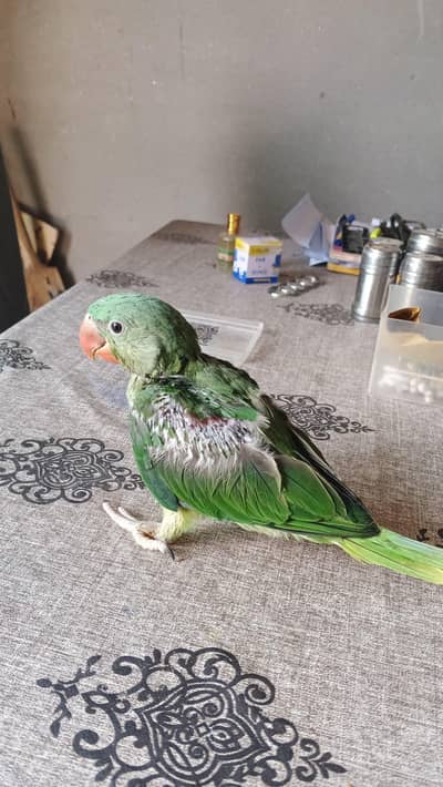 Raw Parrot chick's