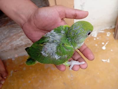 sale my parrot age 35 days