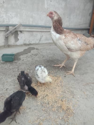 Aseel Madi with 3 aseel chicks