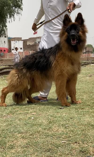 German shepherd proper long coat male 7 month age available