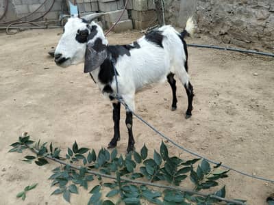 pure breeding k liye