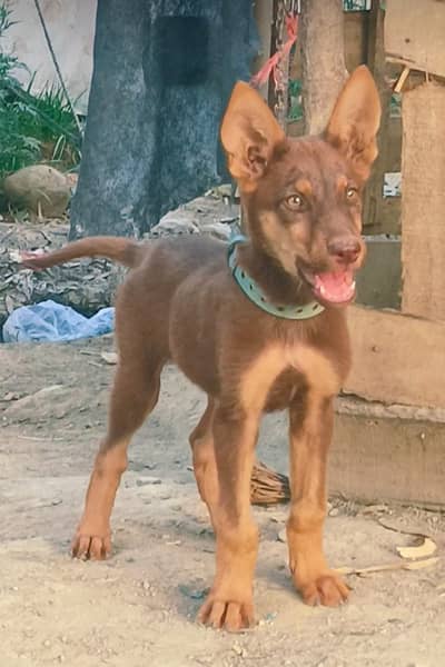 Australian Dog | Brown Sable Kelpie | Kelpie Puppy | Dog For Sale