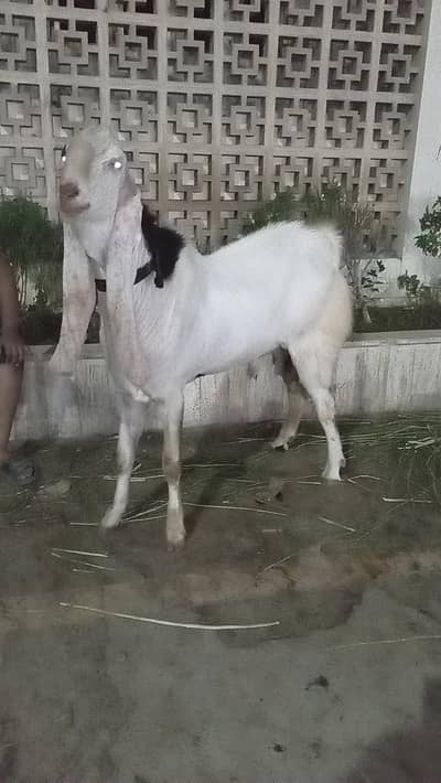 Breeder for sale