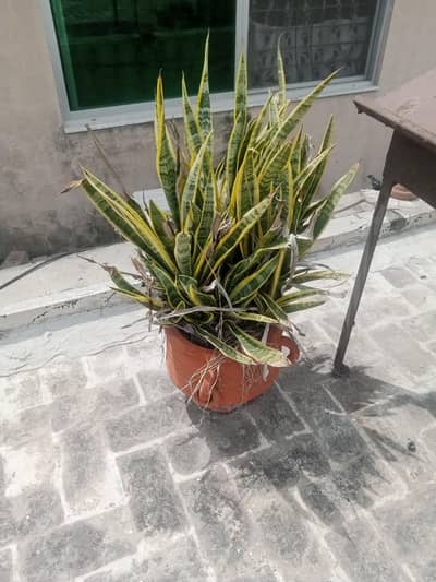 plants for sale