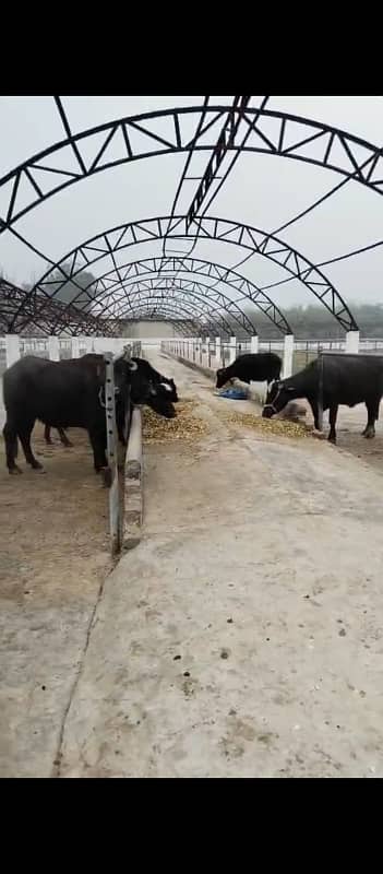 GOAT AND CATTLE FARM