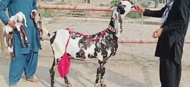 2 Bacchon ka sath Desi Bakri For Sale call _03225280183