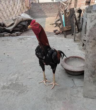 bohat acha phata hai young hai kami pashi ho jay gi