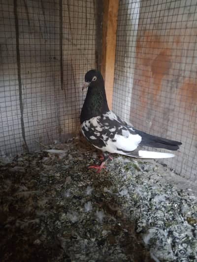 rampuri pigeon