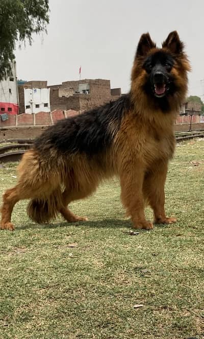 German shepherd proper long coat male 7 month age available