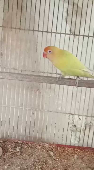 CREAMINO DECINO BREEDER PAIR