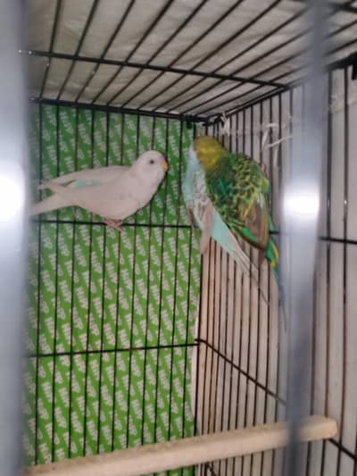 Australian parrots Breader pairs healthy and active
