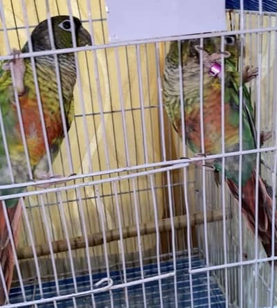 Yellow Sided / Pineapple Conure