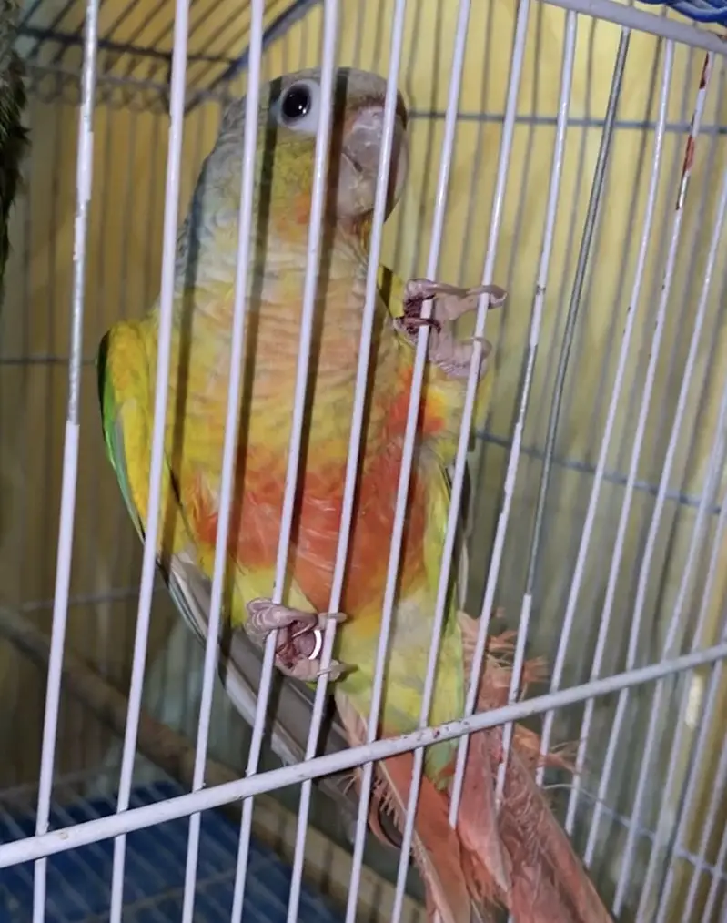 Yellow Sided / Pineapple Conure — photo 2