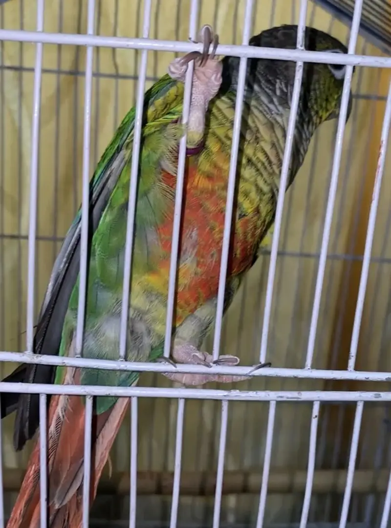 Yellow Sided / Pineapple Conure — photo 3