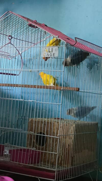love bird for sale