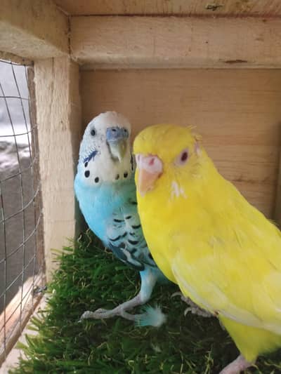 Australian parrots Breader pairs healthy and active