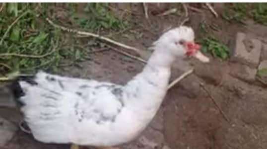 mascove duck
