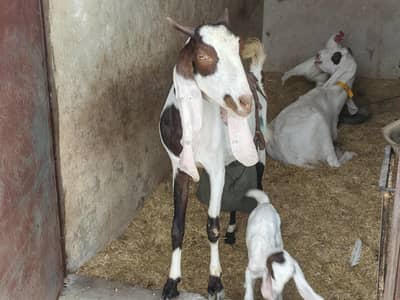4 dan bakri with gulabi abluk kids