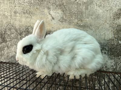 Hotdot female