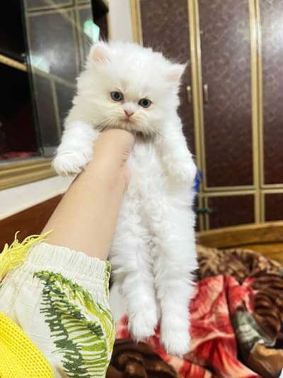 Persian High Quality kittens