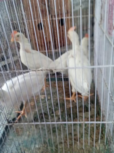 hen chick