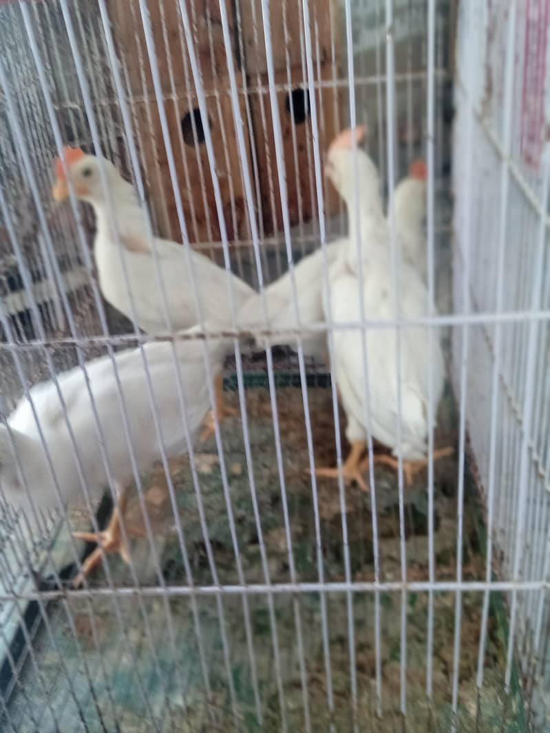 hen chick 0