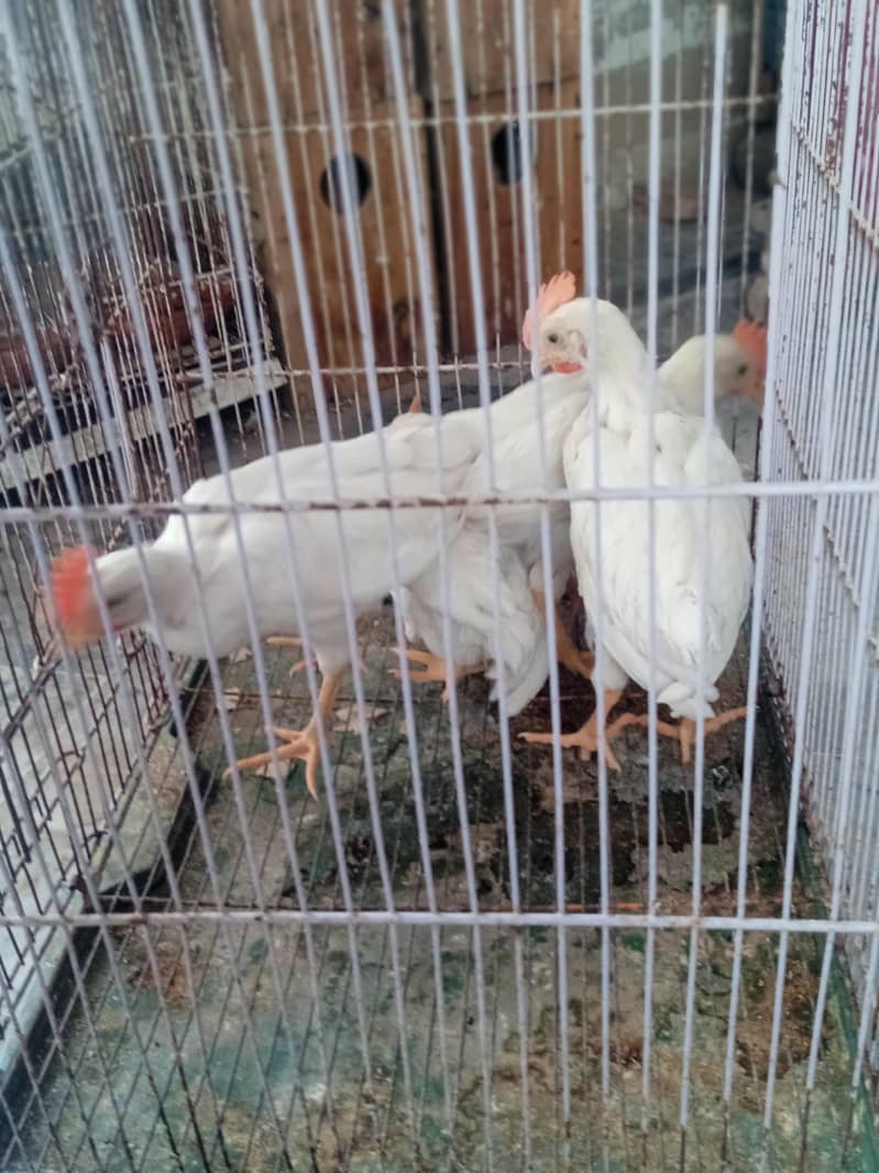 hen chick 1
