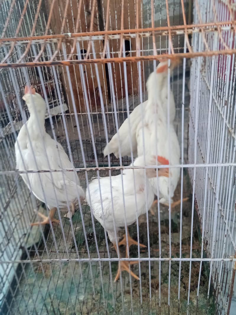 hen chick 2