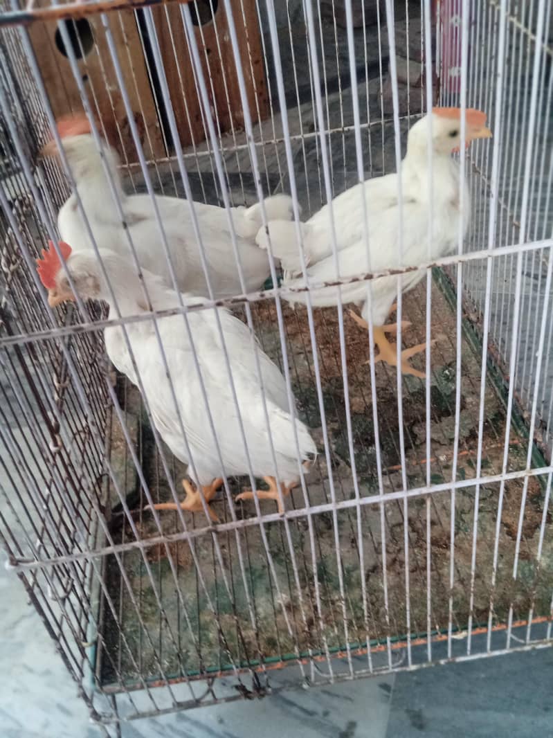 hen chick 3
