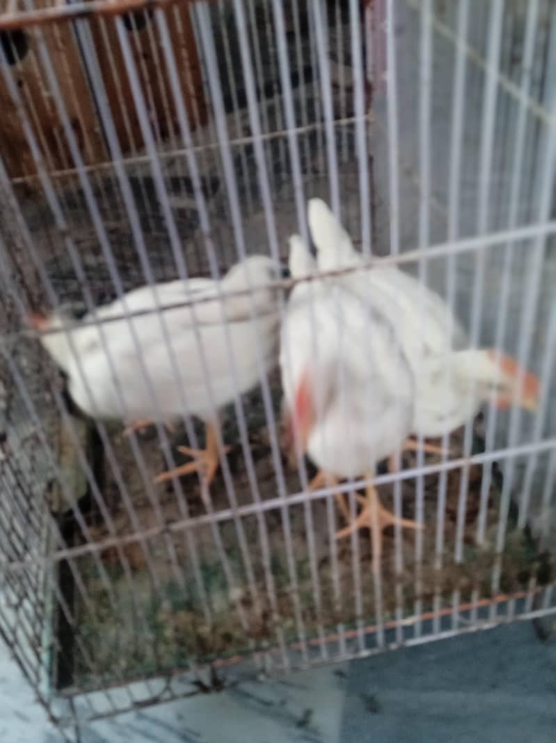 hen chick 4