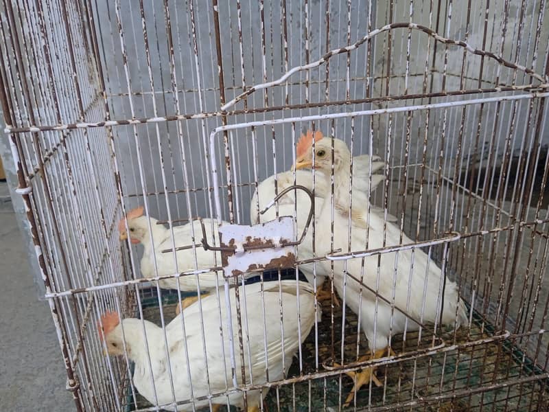 hen chick 5