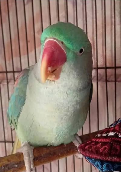 raw parrot toking parrot for sale Kasi KO main chahie vah bhi mil