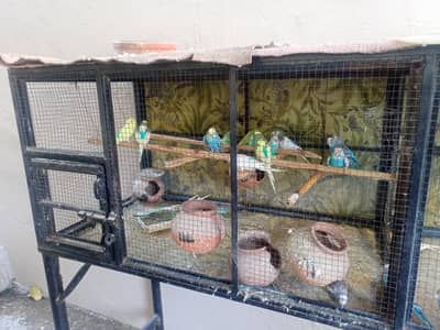 Austlian parrot