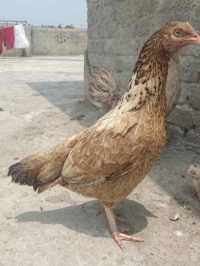 Urgent for sell  . . . .